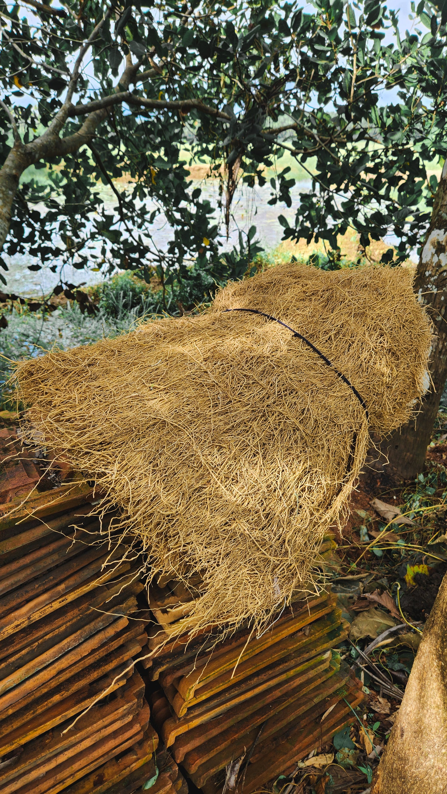 stored dried vetiver root